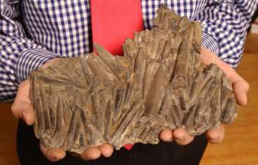 Dinosaur Vomit vomit