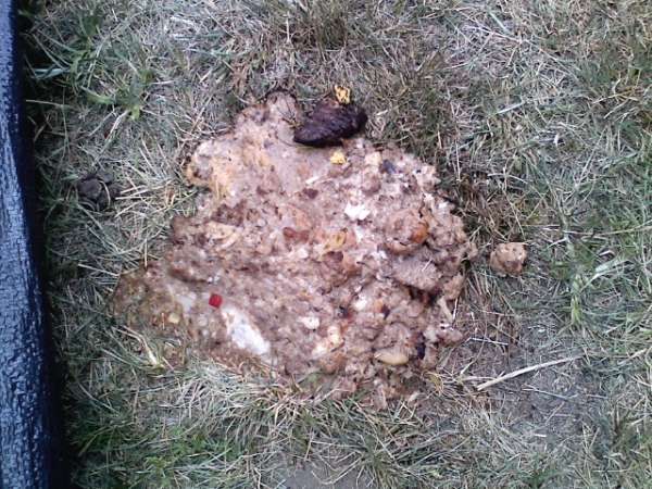 Big Night Spew vomit