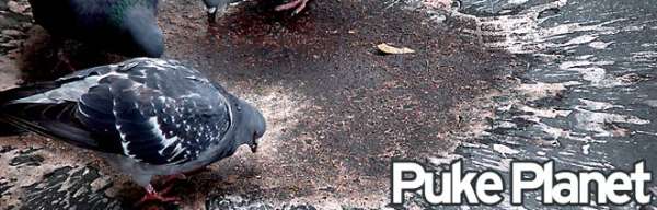 feeding the pigeons... vomit