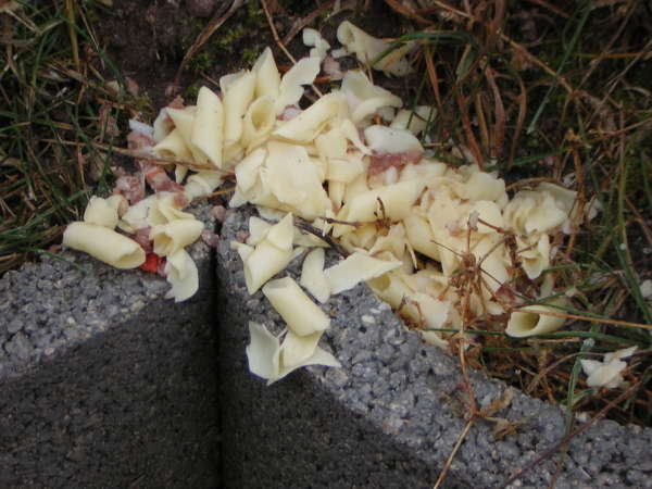 Sbocco Stevo 2 vomit