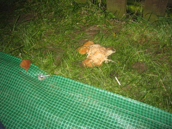 Spaghetti and cheese vomit vomit