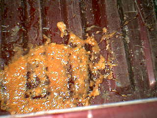 Quesdilla Puke vomit