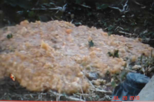 It came from the Stomach vomit