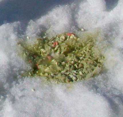 Vomit de raph m-p vomit