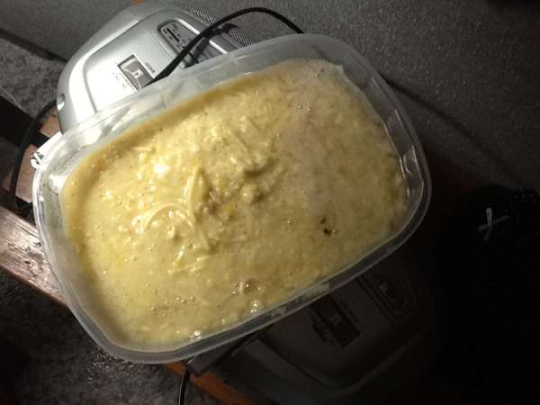 The pasta was delicious vomit