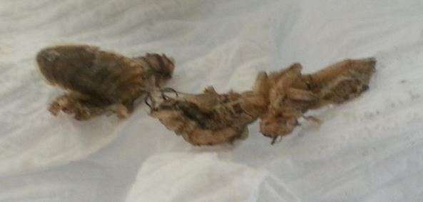 Help ... What is my cat throwing up vomit