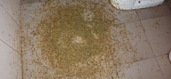 A huge puke : potage (2) vomit