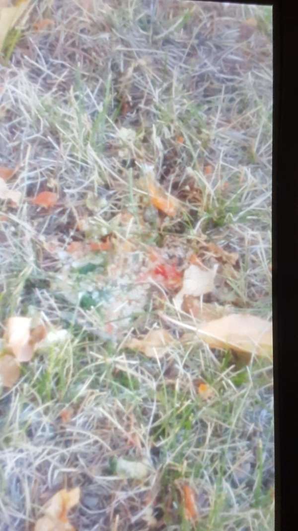 mirela vomits after eating vomit