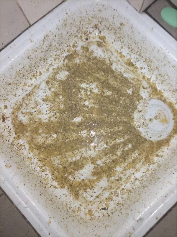 Why Is There Green Stuff In My Vomit at Audrey Wescott blog