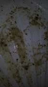 Cassava leaves and milk vomit