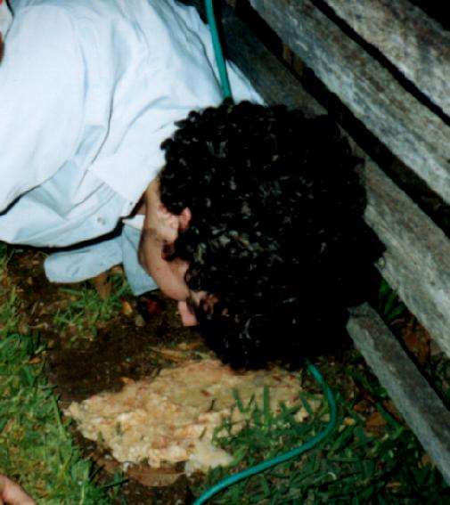 Gin, Juice & Girls vomit