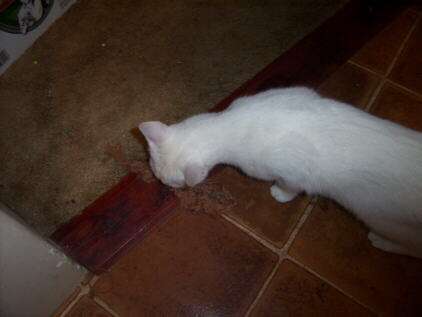 Homesick Rainbow Shower vomit