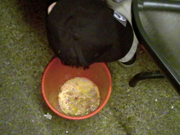 Bucket Chunder vomit