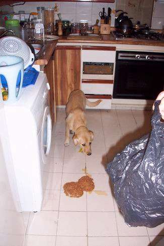 Don't blame it on the dog Andy vomit