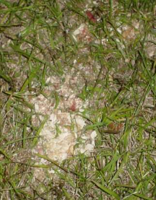 Rice and Chicken vomit