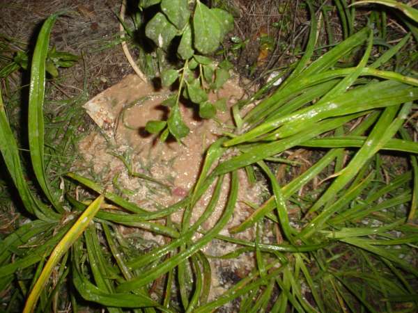 Wifes dinner revisited vomit