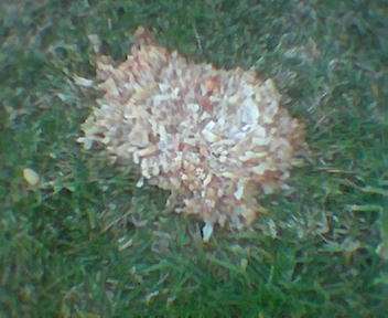 The Tapeworm's Pizza vomit