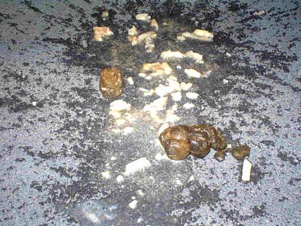 My puke\Jews dump vomit