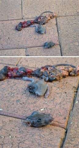 What the cat puked up! vomit