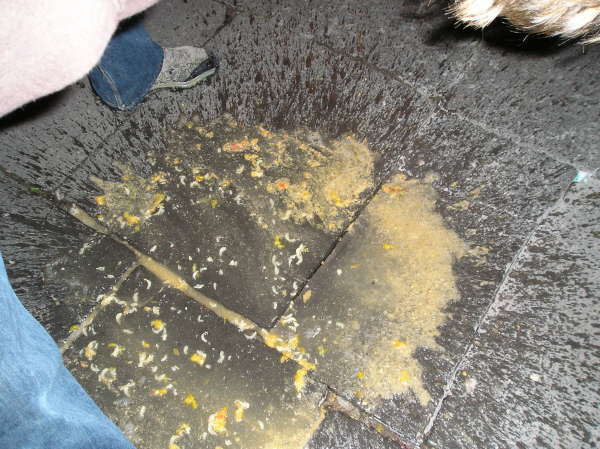 ITALIEN ABSYNTHE part 2 vomit