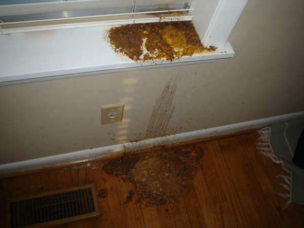 Mid-Night Barf vomit